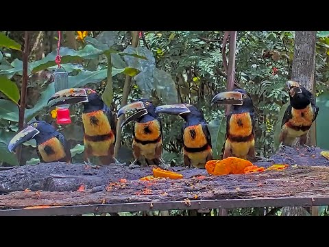 Collared Aracaris Line Up For A Late Lunch In Panama – March 21, 2024