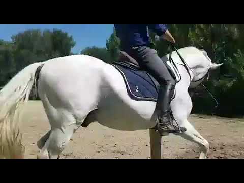 Neapolitano Gigante July 2020