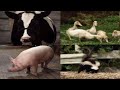 Barney Song Down On Grandpa S Farm Sing And Dance With Barney