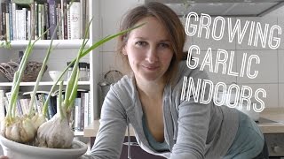 Garlic - Grow Garlic (greens) Indoors on How to Grow a Garden with Scarlett