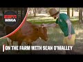 Sean O’Malley gives us a tour of his new farm in Arizona | UFC 292 | ESPN MMA
