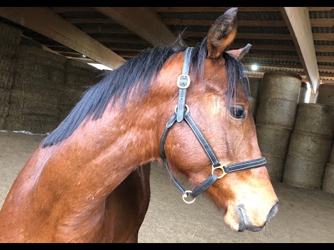 El Amigo von Sky Walker - Esteban xx - Bagdad ox