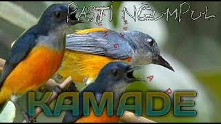 Download lagu Suara Pikat Kamade Bunga Api (ANTI ZONK!!!) mp3 Download lagu Suara Pikat Kamade Bunga Api (ANTI ZONK!!!) mp3