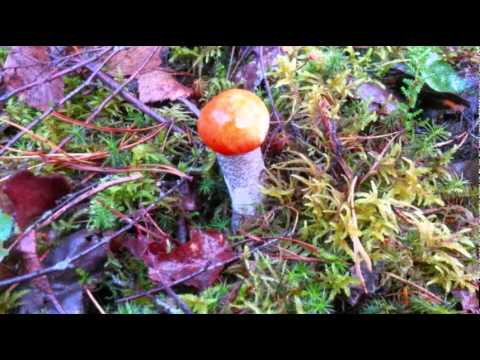 Goatika - Live Set - BOOM Festival 2012