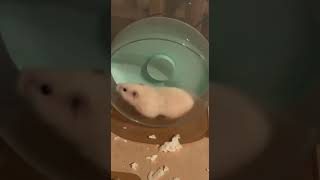 Syrian Hamster Rodents Videos