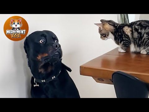 Funny animals videos of Cats🐈 and Dogs🐕2026 #1 | Try Not To Laugh 😂