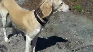 Bo and I wander in the Saluki's pens, hoping for Bo's exuberant play. Part 1.