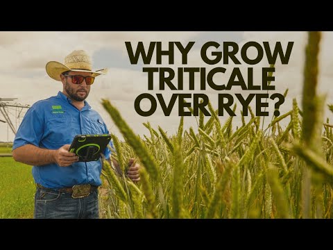 Why Grow Triticale Over Rye