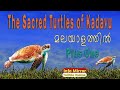 The Sacred Turtles Of Kadavu Malayalam Translation Explanation Plus One Kerala Syllabus