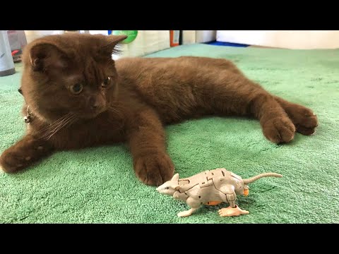 Transformers KINGDOM Rattrap Chefatron Review