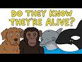 Do Animals Know They Exist? DEFAULT Thumbnail