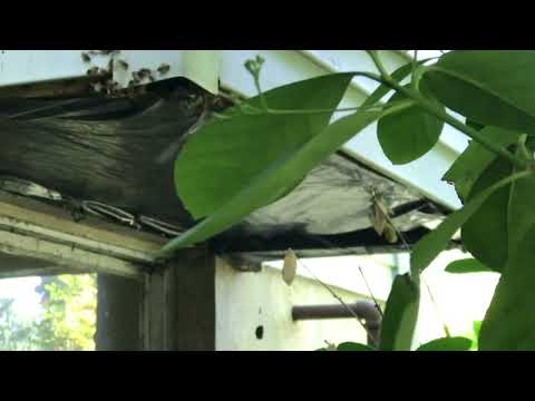 Honey Bees Under the Siding of The Home in...