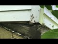Honey Bees Under the Siding of The Home in Bayville, NJ