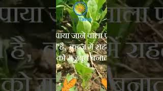 Palak Ke Fayde | Iron, Immunity & Detox Benefits | DigiTatva Shorts