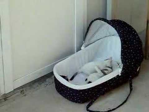 The cats playing- Yavru kediler oynuyor (Harika)