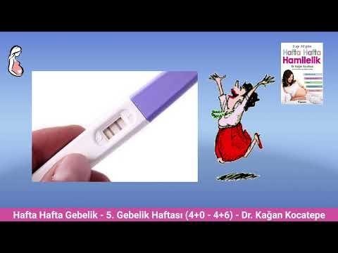 Gebelikte 5. hafta (4+0-4+6) belirtileri. Anne adayı ve bebekte değişiklikler, gebelik testi pozitif