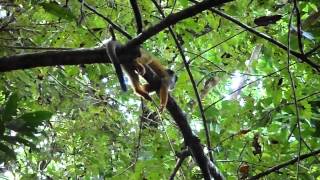 preview picture of video 'Mono en el Parque Nacional Corcovado, Costa Rica'