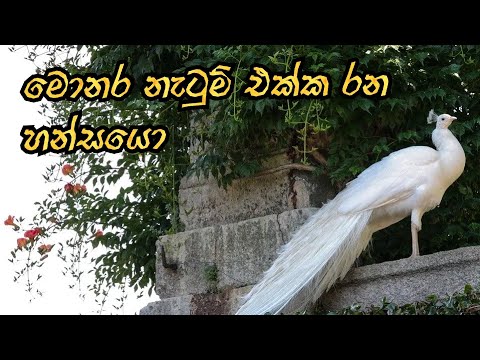 monaru pil vihidana  lassana /jana bro