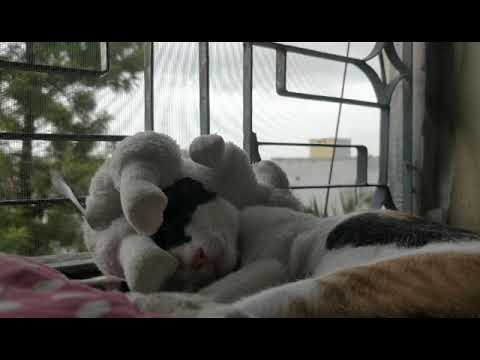 serotonin ❀ plant care + kitten