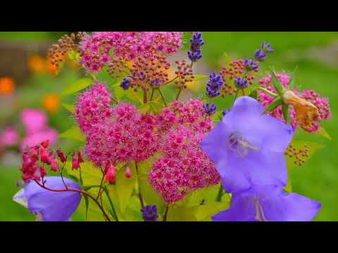 Opwekking 267 Groot is de Heer