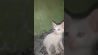 Download lagu mudi illai #funny #kitten #cat #comedy #petlovers #catvideos mp3 Download lagu mudi illai #funny #kitten #cat #comedy #petlovers #catvideos mp3