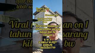 Download lagu SUKSES BINAAN DI MAROS UMUR 1 TAHUN LEBIH BW SUDAH RATUSAN DAN SARANG ADA 1 KILOAN 📌 mp3