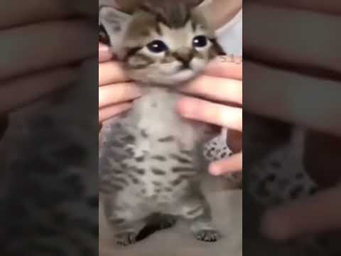 Katzen wenn sie alleine sind oder draußen 🤣🤣🤣🤣🤣🤣🤣🤣🤣🤣