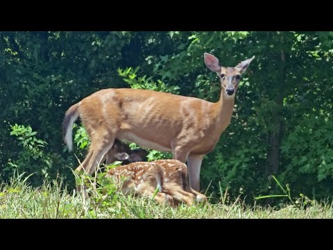 A Rare Sight: Deer Nursing Her Twin Spotted Fawns