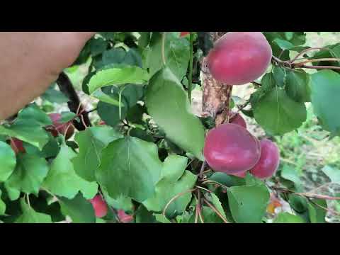 Βερίκοκα ποικιλίας Rouge Cot σε υποκείμενο MIRARED — 2η αξιολόγηση