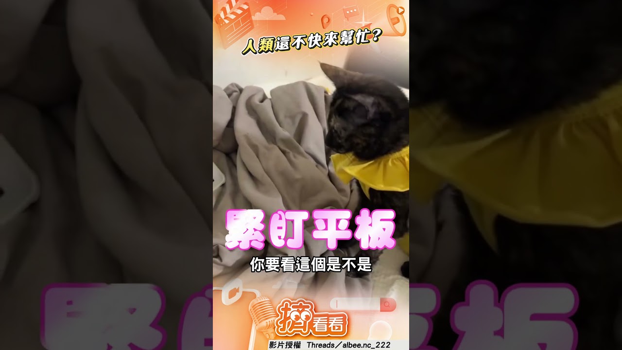 影音/貓主子急看片狂抓平板 主人一開APP秒趴下追劇