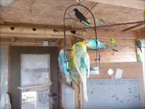 2017 07 11 Apfel bei den Bunten