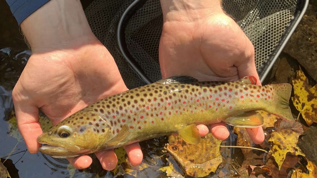 Wild Browns in SUPER Low Water Conditions