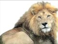 Animals Medium