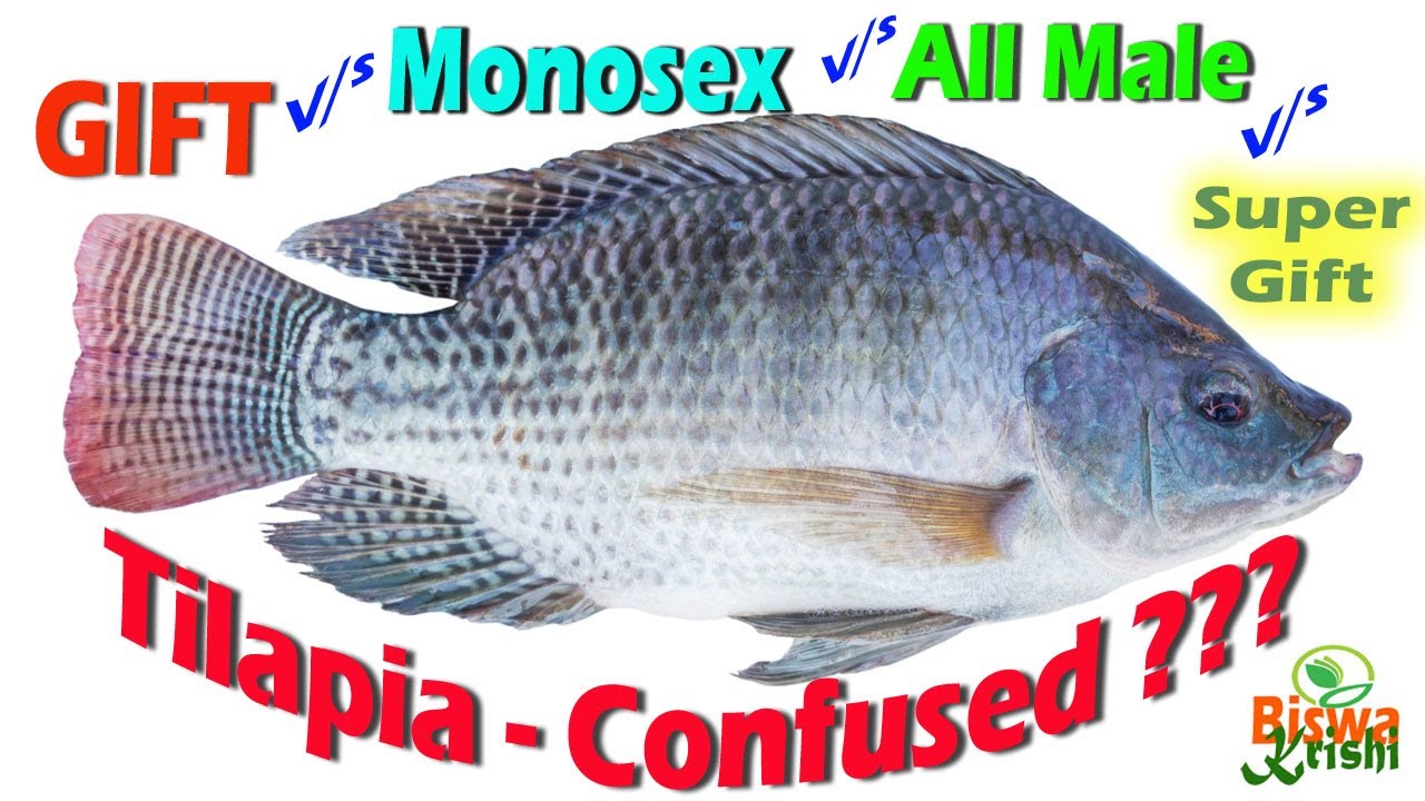 GIFT Tilapia, Monosex Tilapia, All male tilapia, Super Gift Tilapia - Are you confused