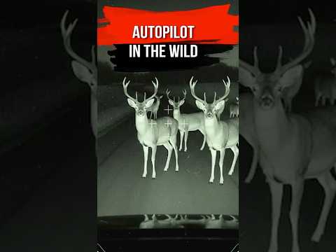 What Happens When A Tesla Encounters Deer? The AI's Reaction