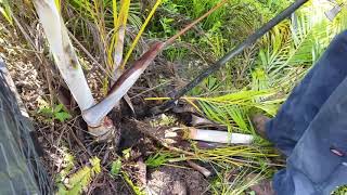 Easy Removal Of Roots | Areca Palms | Tree Roots |  BROOT BAR