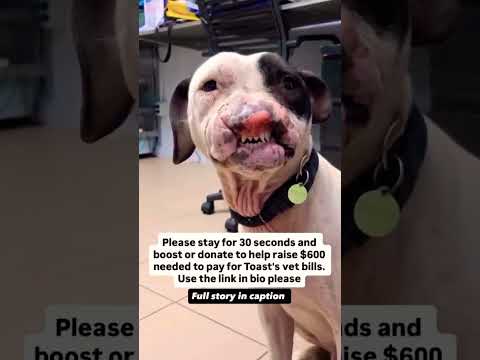 For any help consider donating link in bio to save a stray life in Los Angeles#usashorts#saveladogs