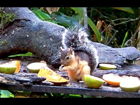 Variegated Squirrel on Panama Fruit Feeder. 28 November 2018