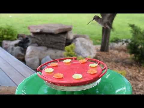 5 Minutes of Heavenly Humming Birds Feeding Fascinating Habits of Hummingbirds  Close-Up Footage