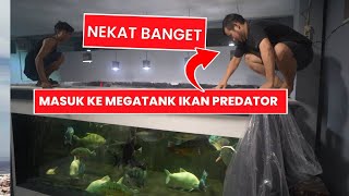GILA !!! MASUK KE MEGATANK IKAN PREDATOR MOSNTER KELAPARAN UNTUK EVAKUASI IKAN PREDATOR JUMBO 90CM