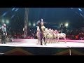 2015 UniverSoul Circus Dancing Zebras
