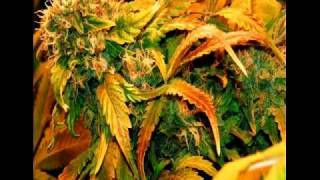 Kottonmouth Kings - Enjoy the Ride - Long Live The Kings.swf