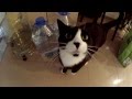 Tuxedo Cat Meowing Meloş