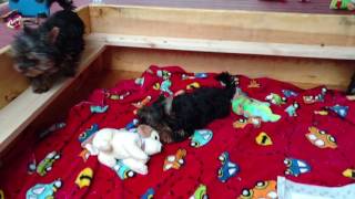 Video preview image #1 Yorkshire Terrier Puppy For Sale in ELLIJAY, GA, USA