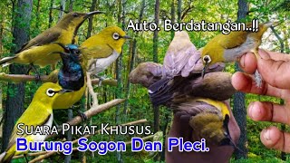 Download lagu Suara Pikat Burung Sogon Ribut Kombinasi Pleci. 💯% Cepat Respon.. mp3
