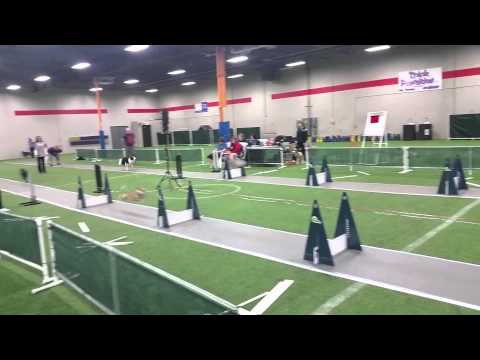 Flyball small vs large dogs