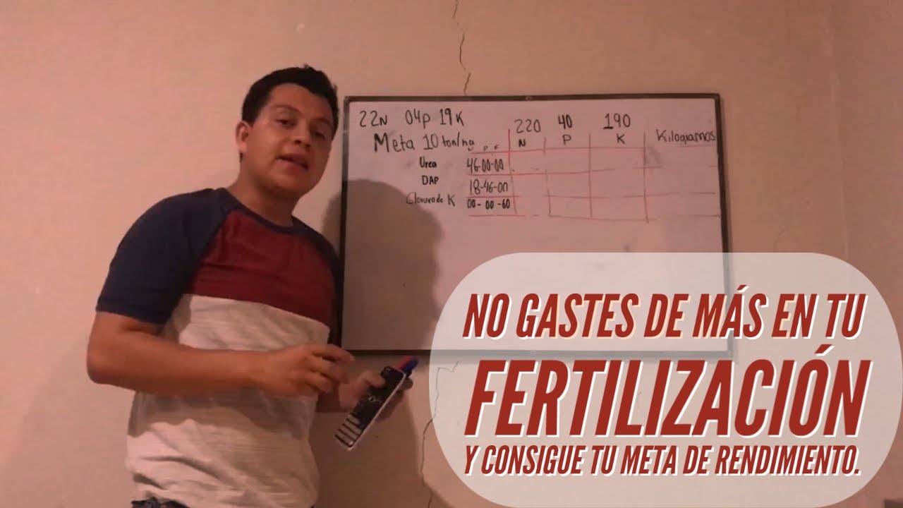 ¿Cómo Calcular fertilización para tu cultivo Nitrógeno, fósforo y potasio . Cultivo de maiz