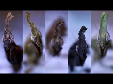 download lagu mp3 mp4 Phyllocrania Paradoxa, download lagu Phyllocrania Paradoxa gratis, unduh video klip Phyllocrania Paradoxa