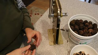 Black Walnut Season - Cracking them open, Part 2
