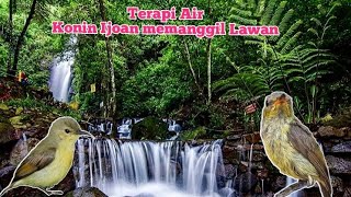 Download lagu terapi Air ‼️ konin ijoan memanggil mp3